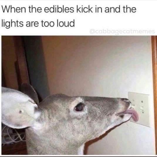 20 Memes That Will Confuse You First and Entertain You Later 17 WHen the dibles kick in