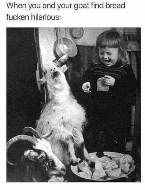 24 Memes That Are More Unhinged Than Your Group Chat 22 When you and your goat