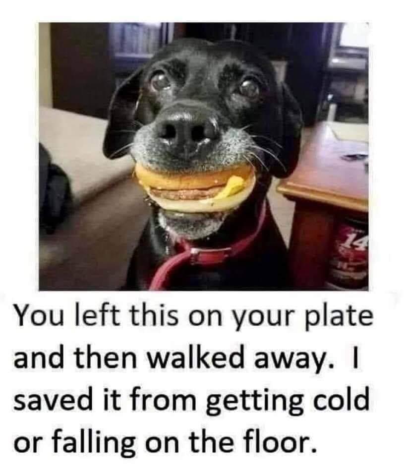 30 Funniest Animal Memes to Instantly Boost Your Mood 32 You lefthis