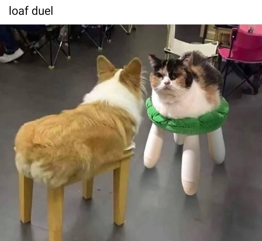 20 Memes You Can’t Scroll Past Without Laughing 13 loadf duel