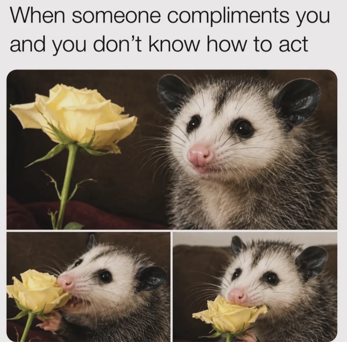 30 Memes So Absurd, They Should Be Taught in Philosophy Class 30 meone compliments you