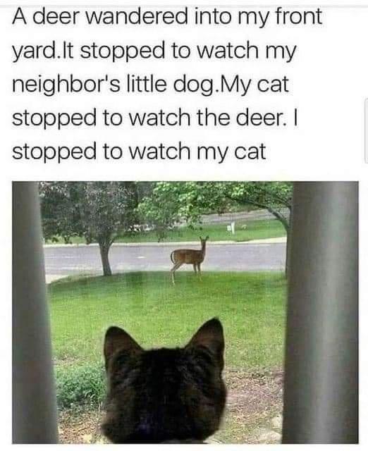 A deer wandered into