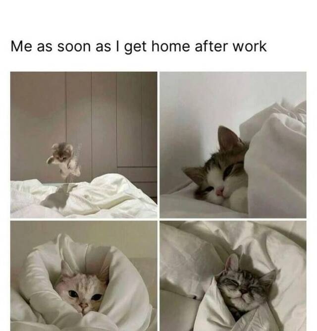 20 Memes That Might Be the Cure for Your Boredom (Or At Least a Good Distraction) 2 As soon as I get home