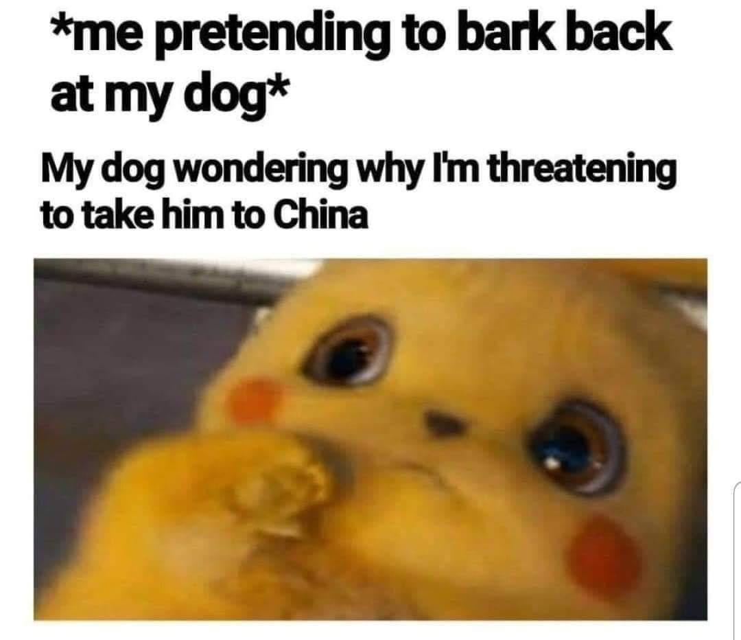 20 Memes So Funny, You’ll Need a Breathalyzer for Your Laughs 1 Bark back at dog