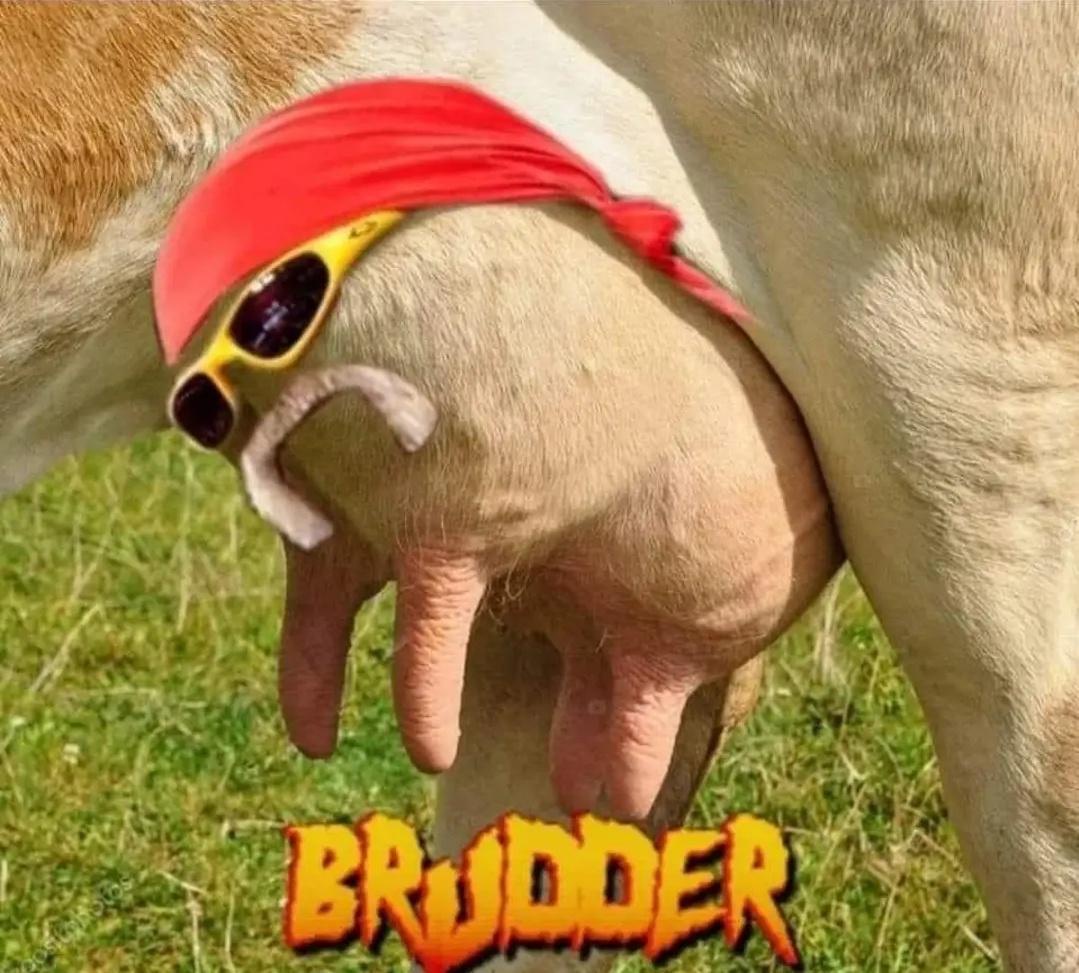 20 Random Memes That Got Lost on Their Way to Logic 5 Brudder