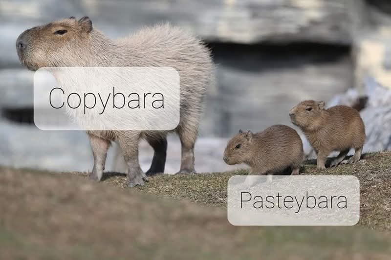 20 Memes That Are Dumb, Random, and Weirdly Perfect 6 Copybara vs pastybara