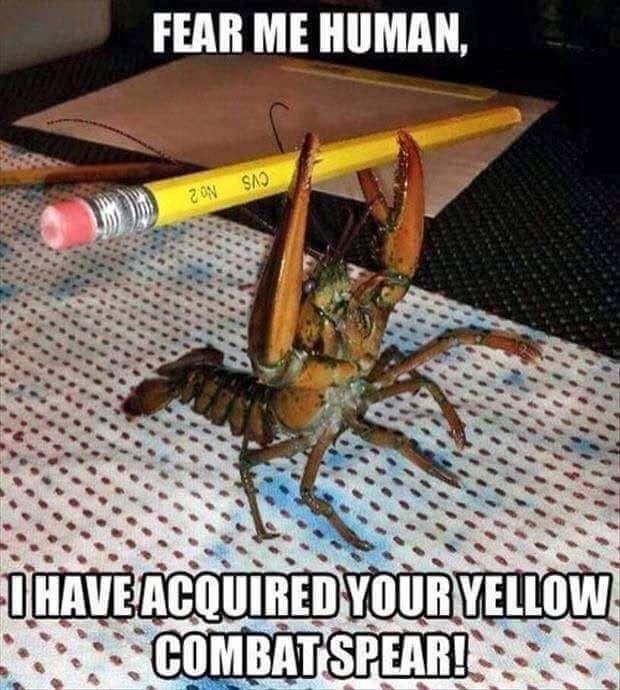 20 Random Memes That Got Lost on Their Way to Logic 8 Fear me human