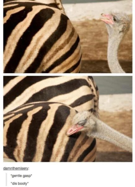 20 Memes That Make Less Sense the Longer You Laugh 5 Gentle gasp