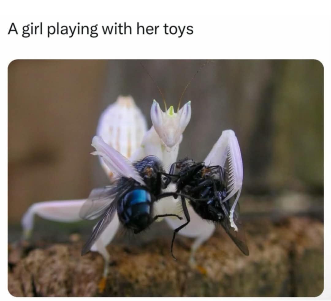 24 Memes That Should Be Illegal but Aren’t (Yet) 7 Girl playing with her toys