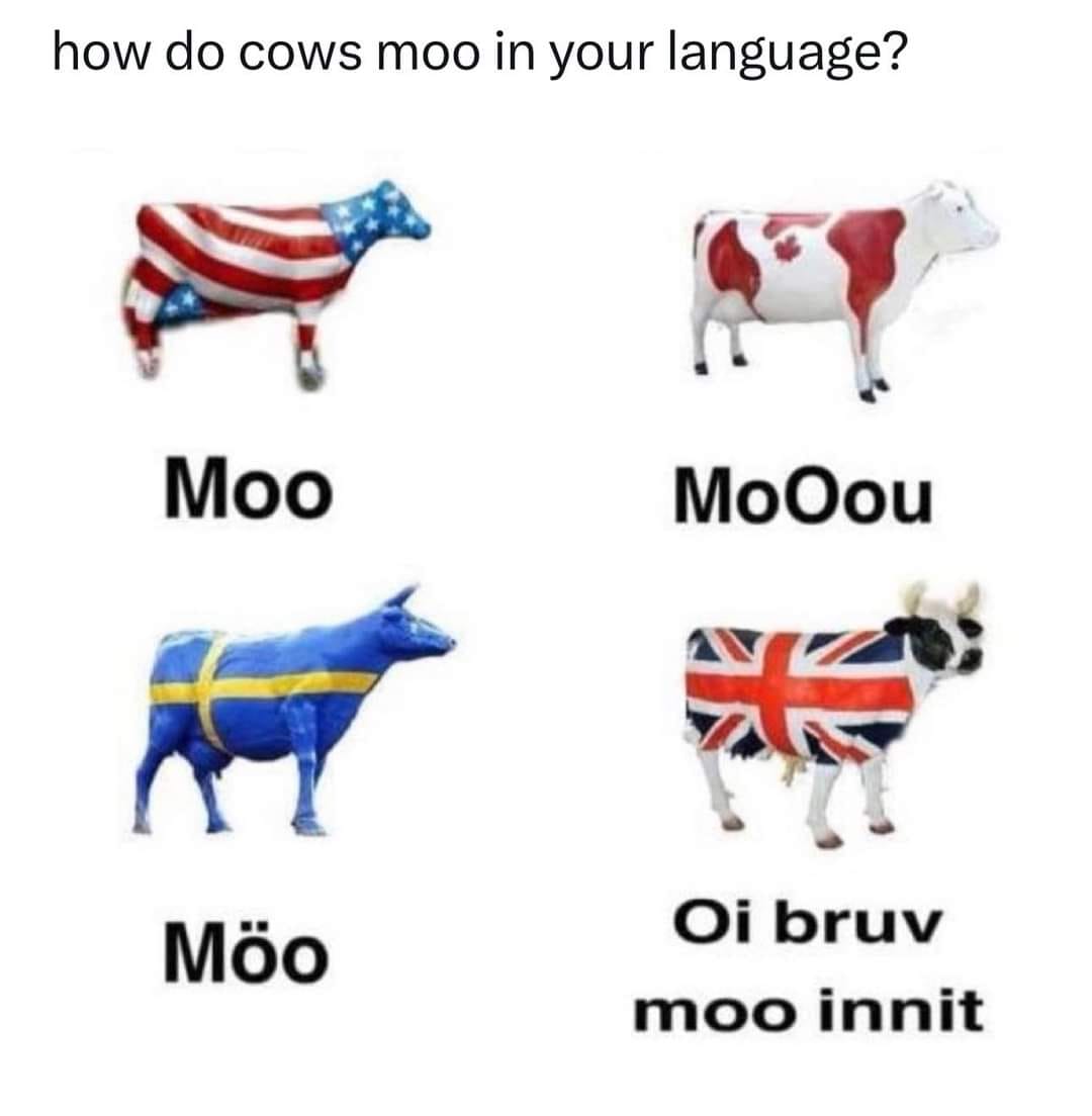 20 Funny British Memes That Should Be Served with Tea and Regret 8 How do cows moo. - Funny British Memesjpeg
