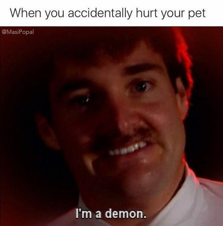 20 Memes That’ll Have You Laughing Like a Supervillain 9 Hurt your pet