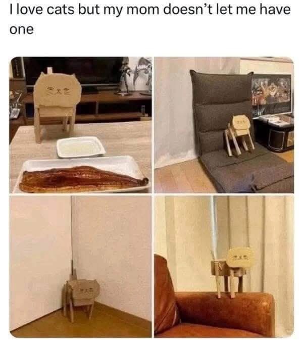 20 Hilarious Memes That Forgot What They Were Doing 6 I love cats