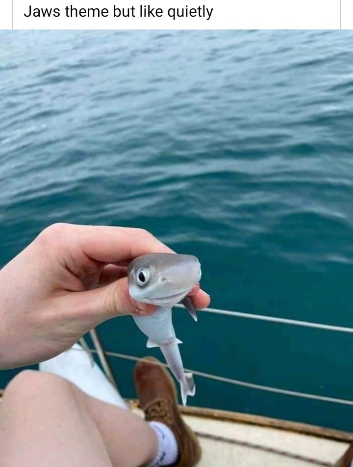 20 Memes That Are More Unhinged Than a Toddler on Sugar 9 Jaws theme