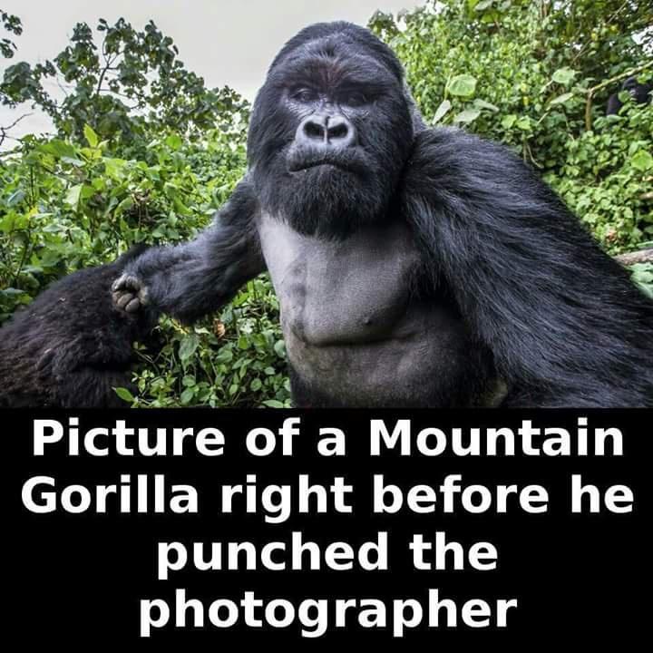 20 Funny Memes That Are Just Straight-Up Unhinged 12 Picture of mountain gorilla