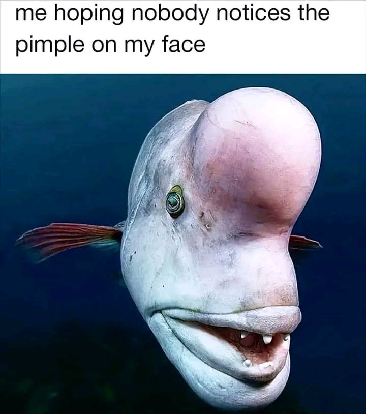 20 Funny Memes That Are Basically Comedy Torture 12 Pimple on my face
