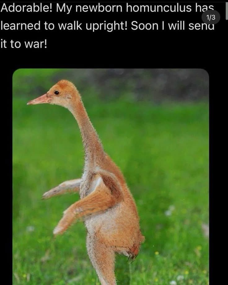 20 Random Memes That Woke Up and Chose Weirdness 13 Send it to war