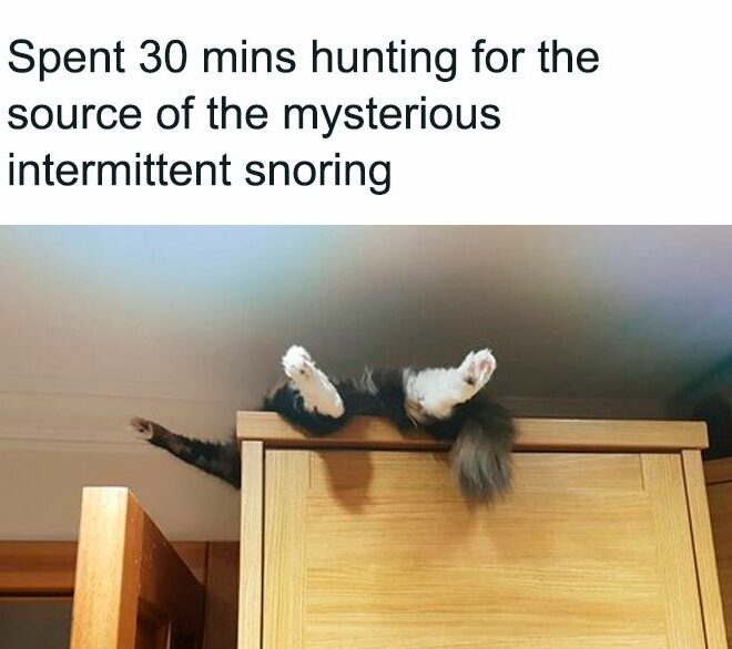 Scrolling Delights: 25 Memes for a Short Browsing Entertainment 24 Spend 30 minutes