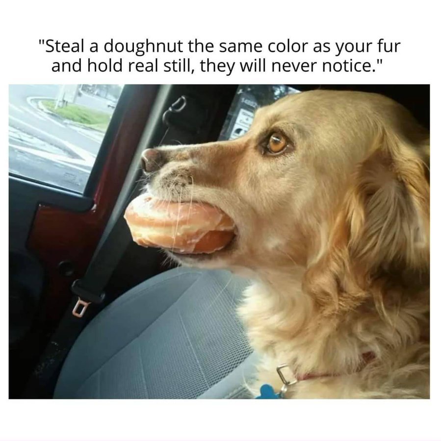 20 Memes That Hit You Like a Soggy Sock to the Face 12 Steal a donut