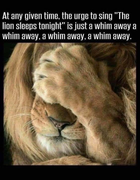 The lion sleeps tonight