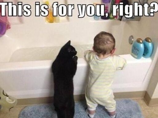 34 Adorable Cat Memes: A Collection Of Purrfect Feline Humor 18 This is for you - adorable cat memes