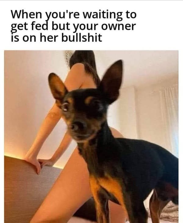 24 Memes That Failed the Vibe Check but Passed the Funny Test 18 Waiting to get fed