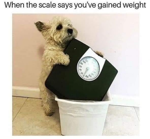 20 Memes That Are Like a Free Trial for Happiness 18 When the scale says