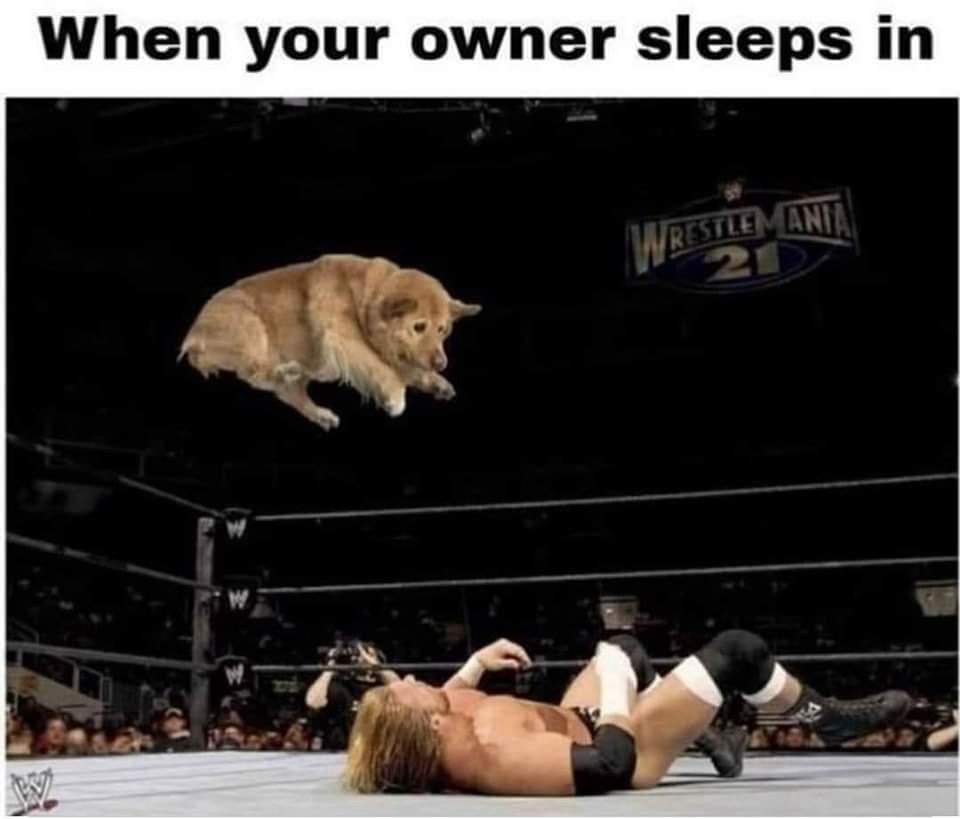 20 Memes That Are Funnier Than Your Last Five Life Decisions 19 When your owner sleeps