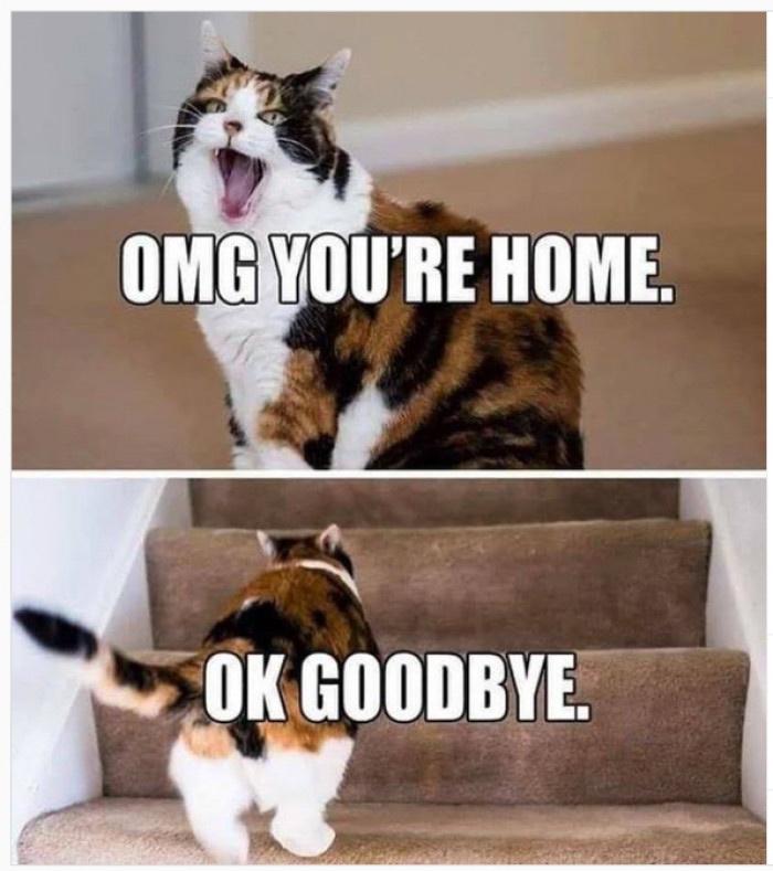 A Collection Of Purrfect Feline Humor