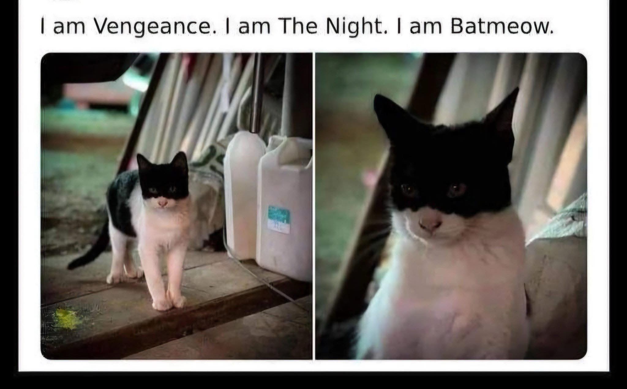 20 Memes Funnier Than That One Time You Tried Being Serious 2 batmeow