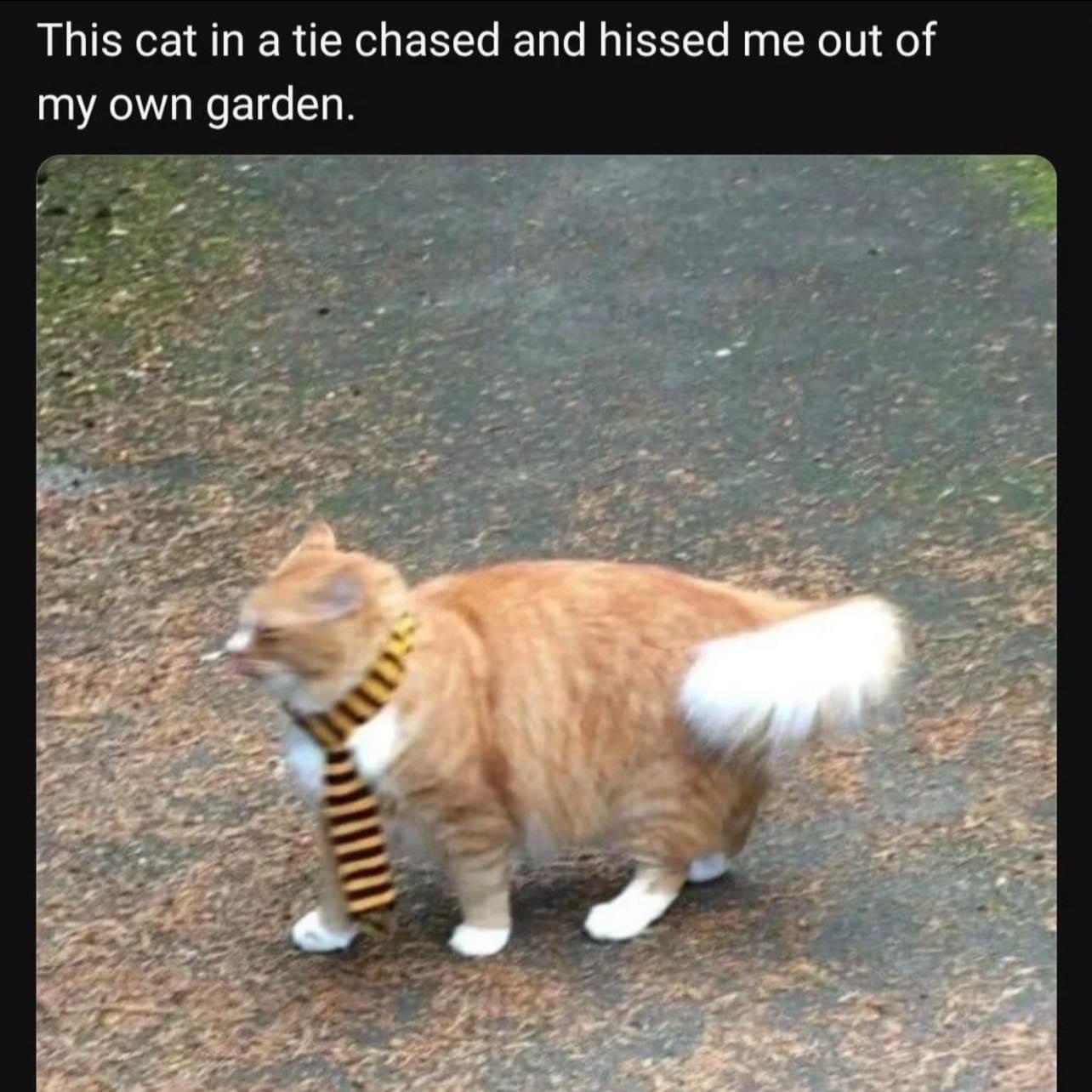 20 Memes That Deserve a Standing Ovation (Or at Least a Chuckle) 4 cat in a tie