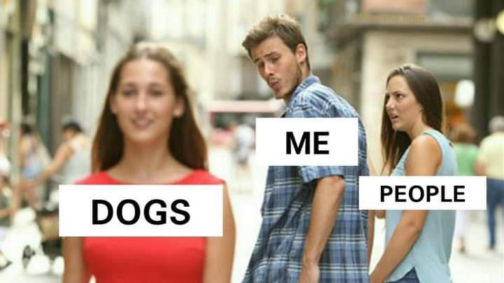 me ad dogs