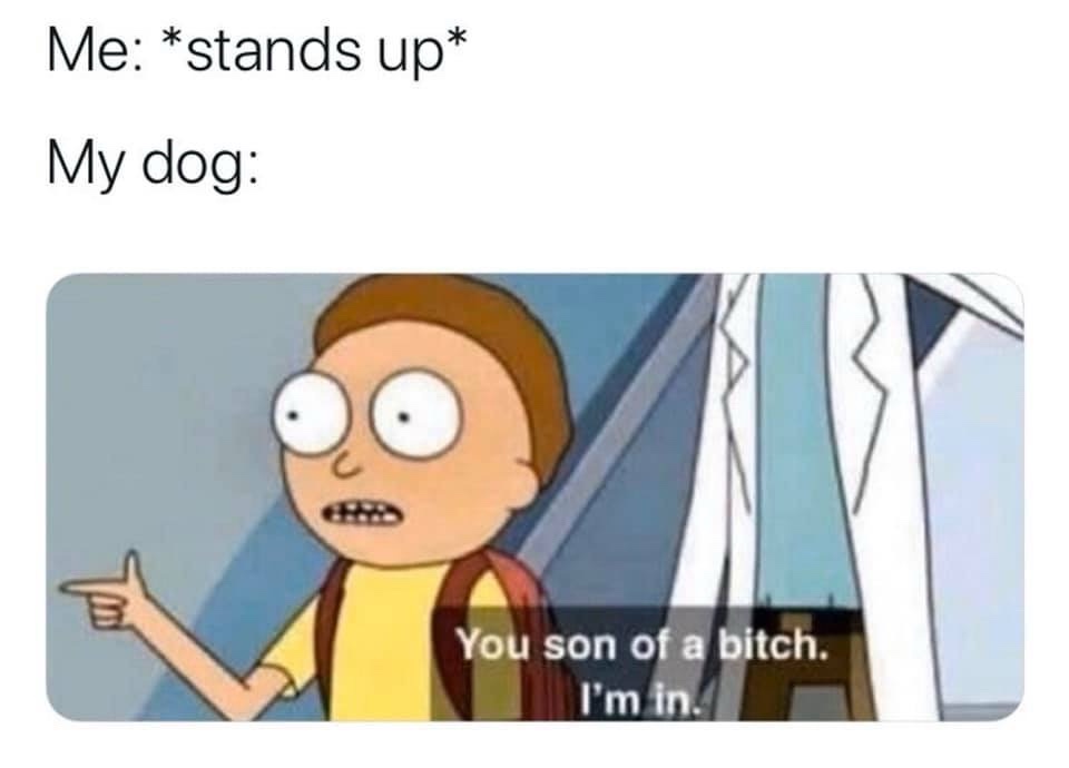 20 Memes That Are Funnier Than Your Last Five Life Decisions 11 tands up