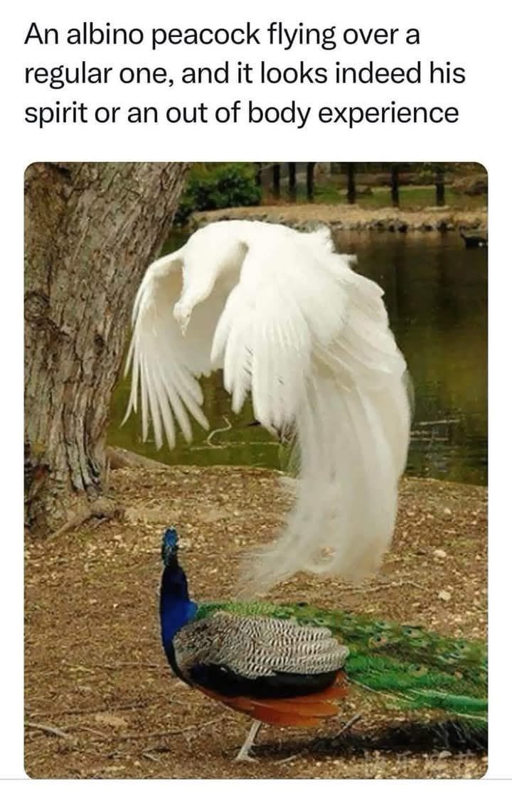 20 Random Memes That Make as Much Sense as Pineapple on Pizza 2 An albino peacock