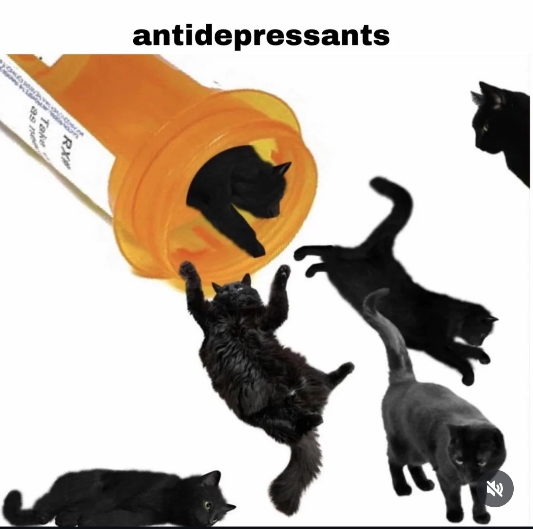 27 Random Cat Memes That Will Be the Highlight of Your Day (Trust Us) 3 Anti depressants - Random Cat Memes