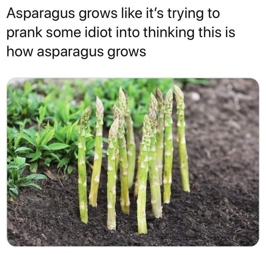 15 Asparagus Memes That’ll Make You Laugh for No Reason 2 Asparagus grows like - Asparagus Memes