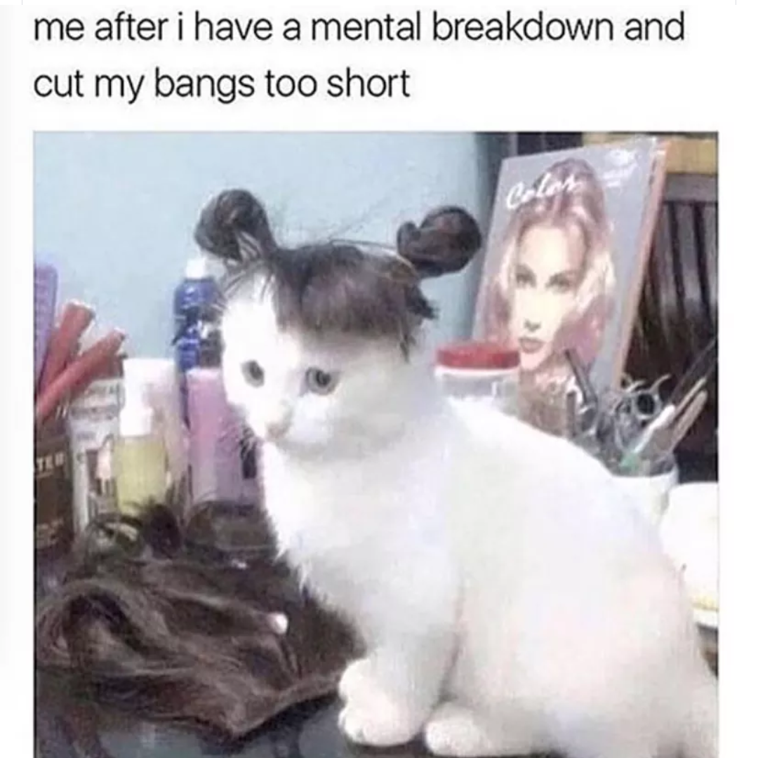 35 Self-Deprecating Memes: Laughing at Ourselves Before Others Can 34 Bangs too short