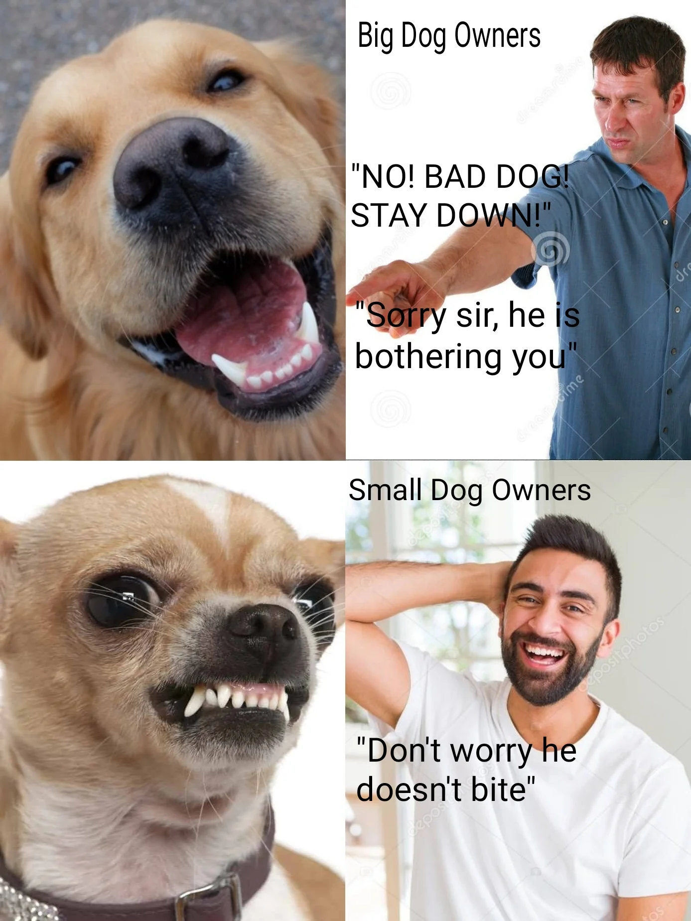 20 Chihuahua Memes That Have No Chill on International Chihuahua Appreciation Day 2 Big dog owners vs small dog owners - Chihuahua Memes