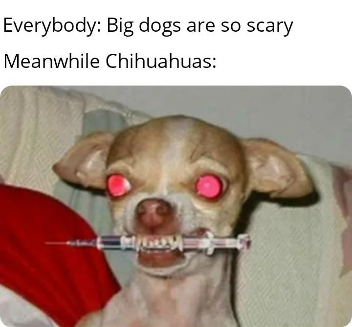 20 Chihuahua Memes That Have No Chill on International Chihuahua Appreciation Day 3 Big dogs are so scary - Chihuahua Memes