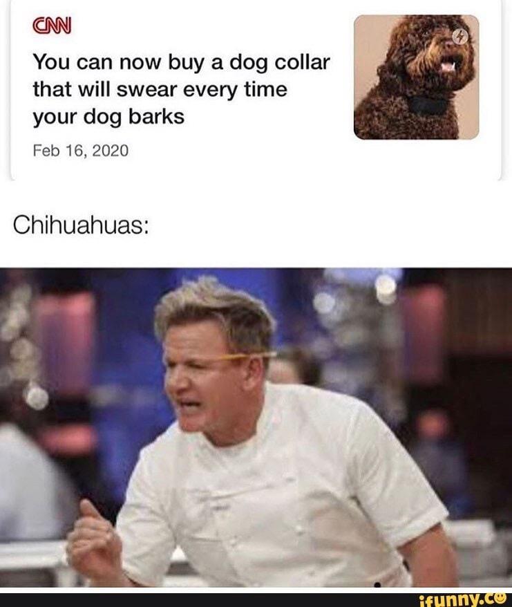 20 Chihuahua Memes That Have No Chill on International Chihuahua Appreciation Day 4 Buy a dog collar - Chihuahua Memes