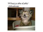 Chihuahua Memes That Have No Chill on International Chihuahua Appreciation Day - FG
