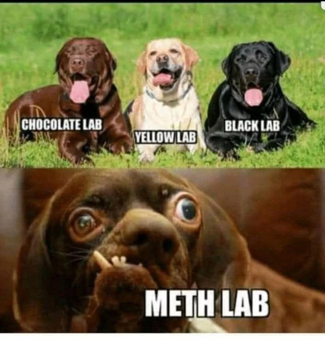 30 Geeky Science Memes to Power Up Your Laughter Neurons 31 Chocolate lab
