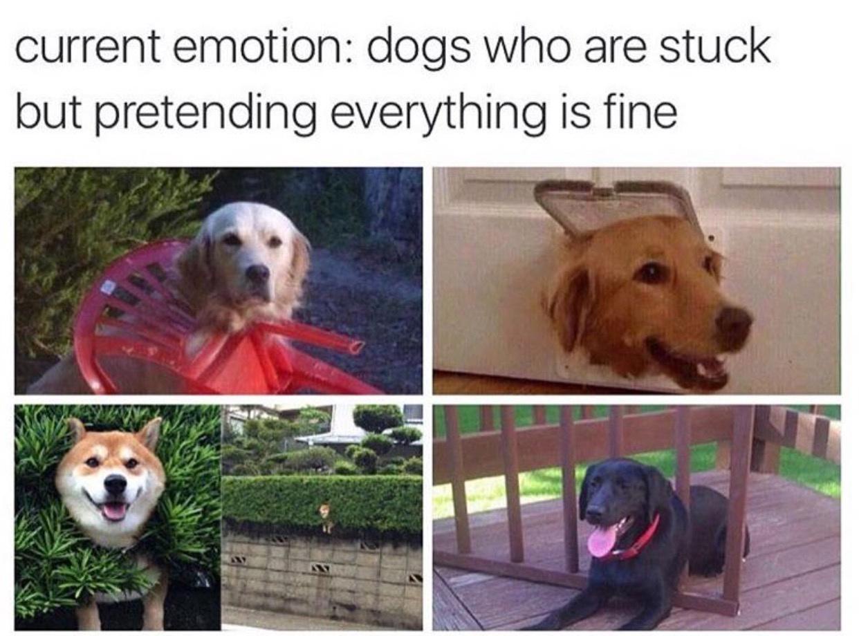 20 Dank Funny Memes You’ll Keep Rereading Like They Owe You Money 4 Current emotion - Dank Funny Memes