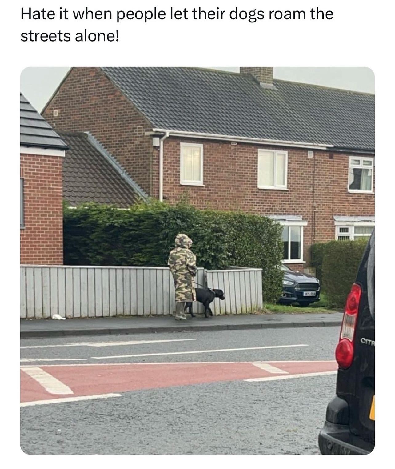 Dogs roam the street