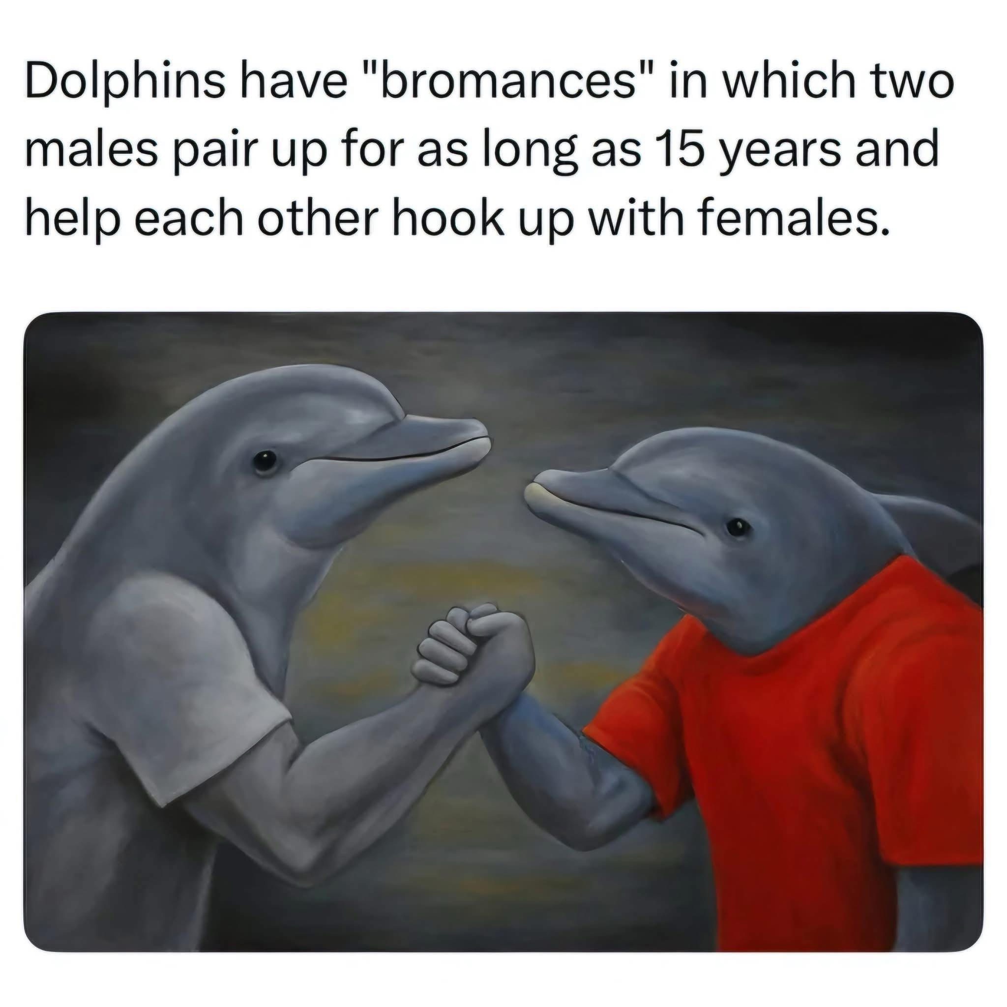 20 Memes That Are Funny, Filthy, and Fully Unapologetic 5 Dolphins have bromances