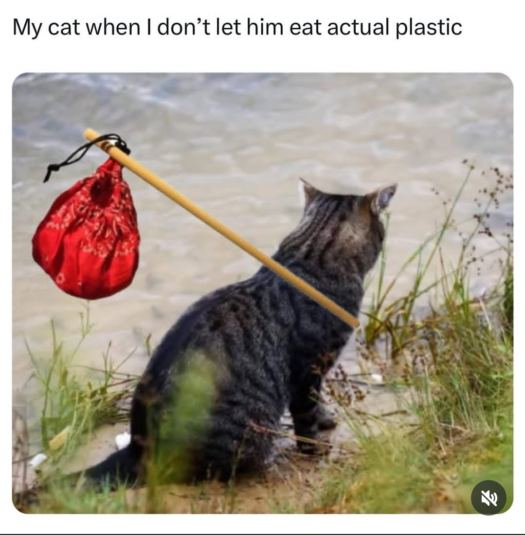 27 Random Cat Memes That Will Be the Highlight of Your Day (Trust Us) 8 Dont let them eat plastic - Random Cat Memes