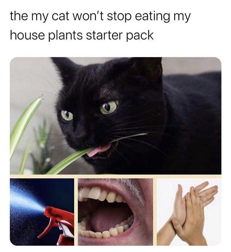 25 Random Memes That Passed the Vibe Check and Failed Everything Else 24 Eatin g house plant