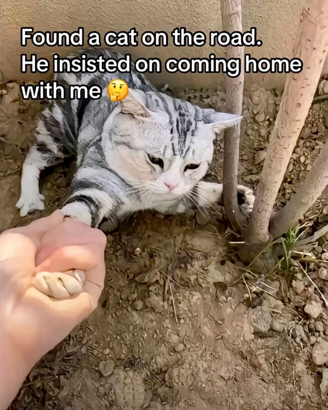 27 Random Cat Memes That Will Be the Highlight of Your Day (Trust Us) 10 Found a cat - Random Cat Memes