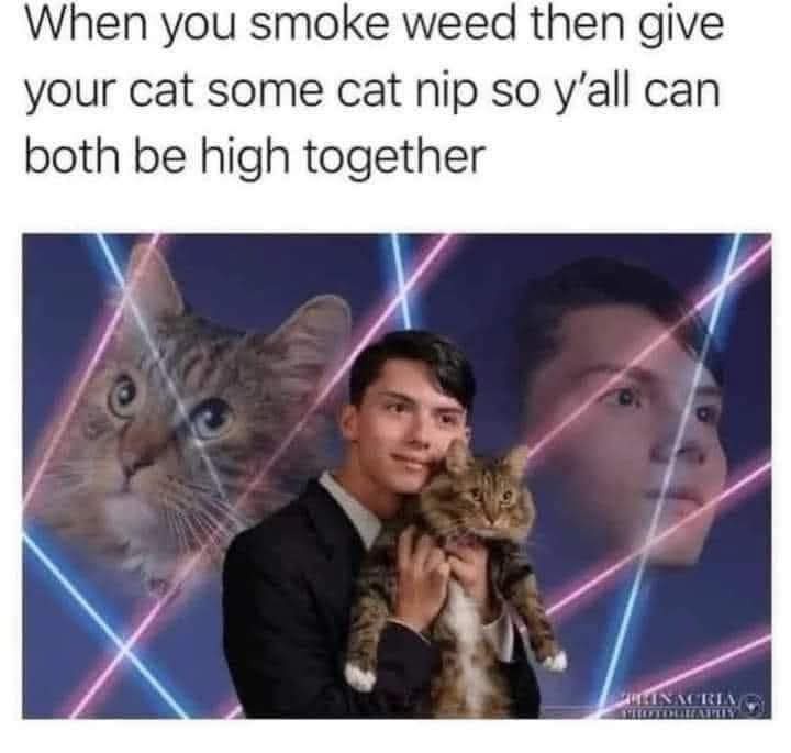 27 Random Cat Memes That Will Be the Highlight of Your Day (Trust Us) 12 Give catnip to cat - Random Cat Memes