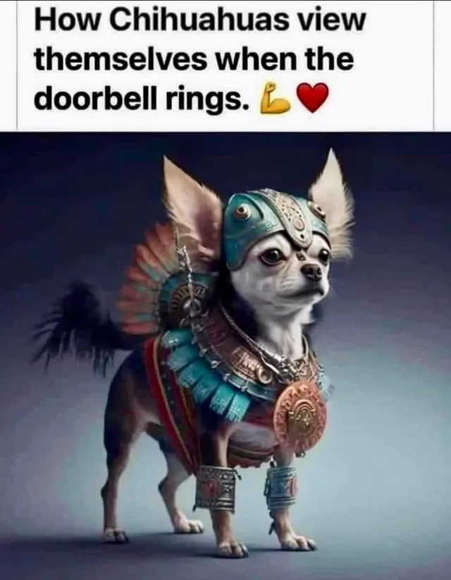 25 Chihuahua Memes That Have No Chill on International Chihuahua Appreciation Day 23 How chihuahuas see themselves