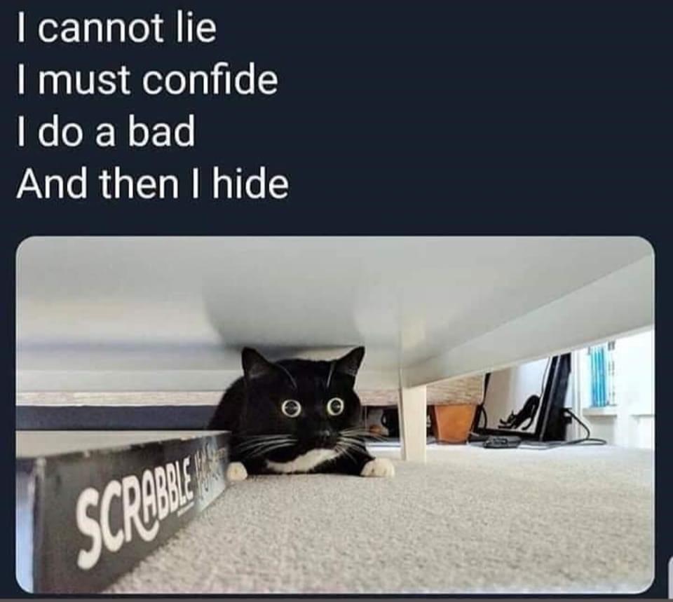 Reasons Why You Need To Quit Your Job And Become A Cat